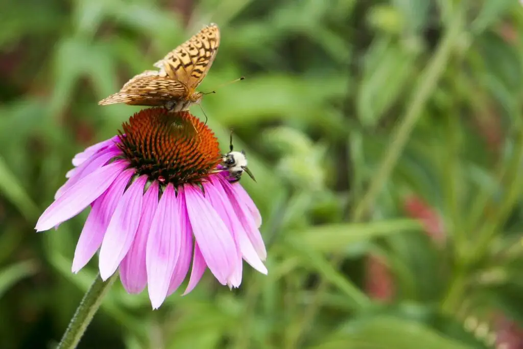 pollinators in your garden