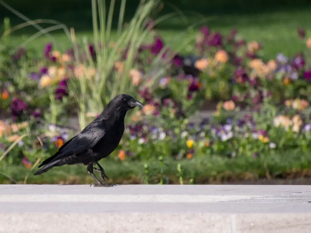 protect garden from birds