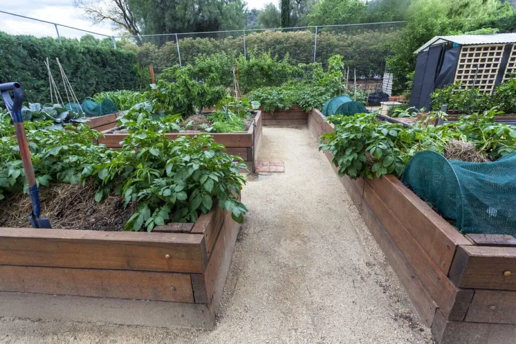 raised bed design