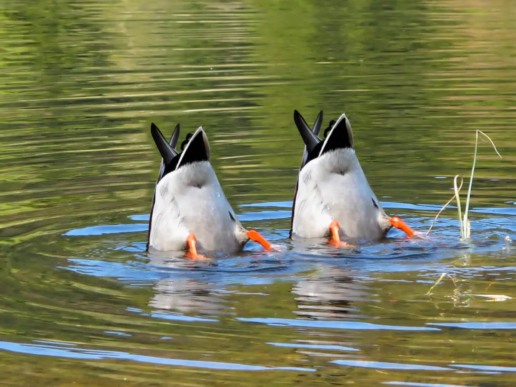 raising ducks winter