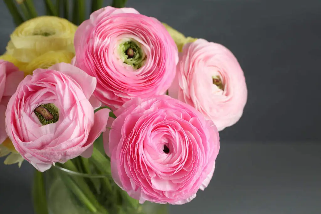 ranunculas flowers