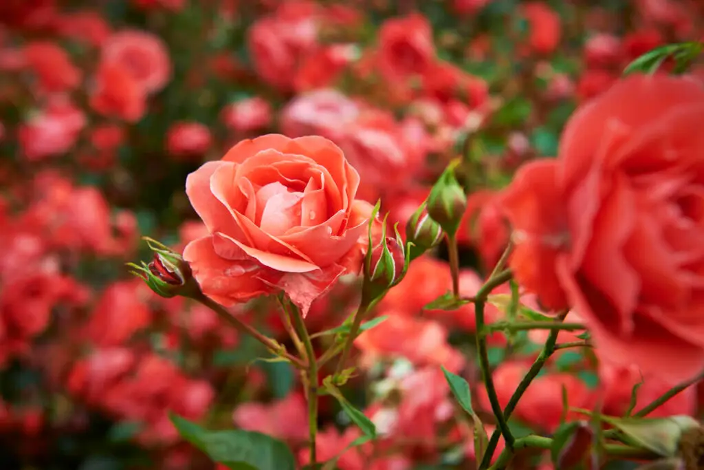 readying rose garden