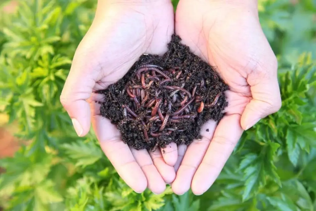 reasons to use worm poop in your garden