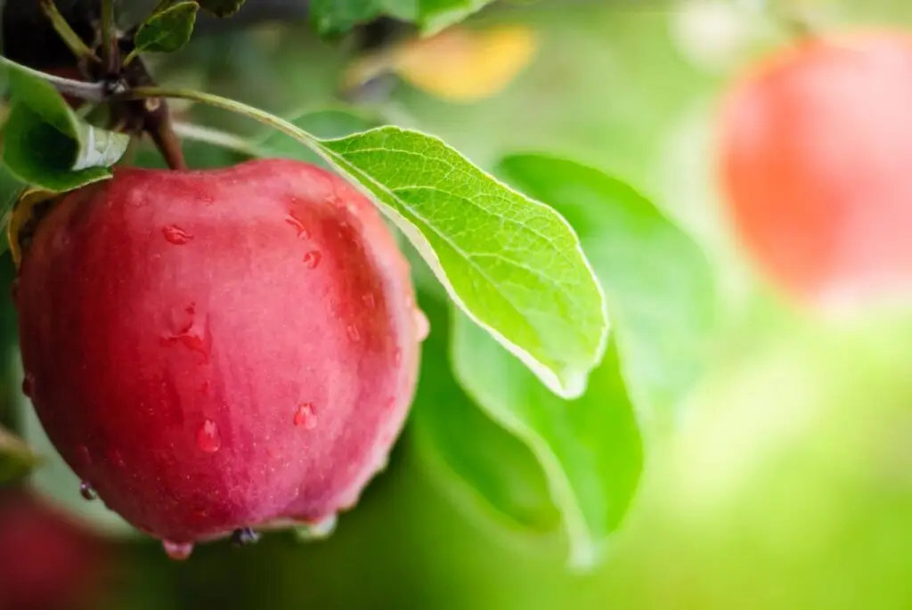 red apple