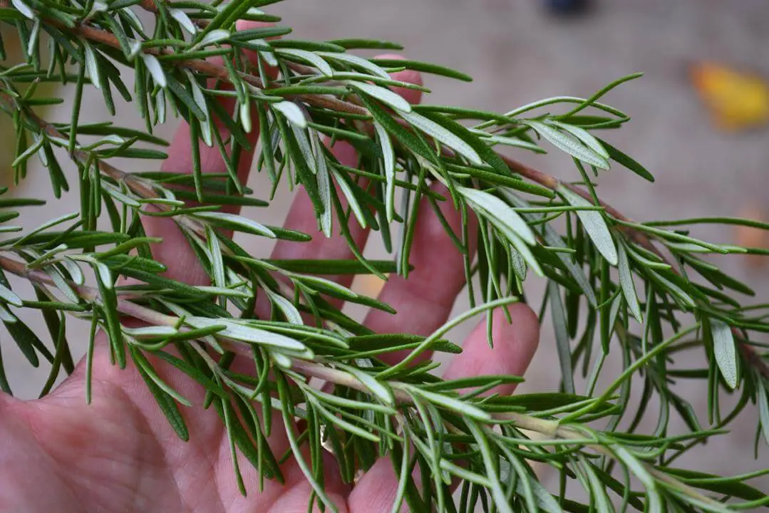 Rosemary Tea