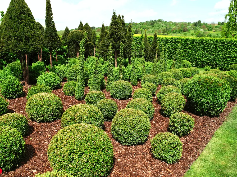 water shrubs