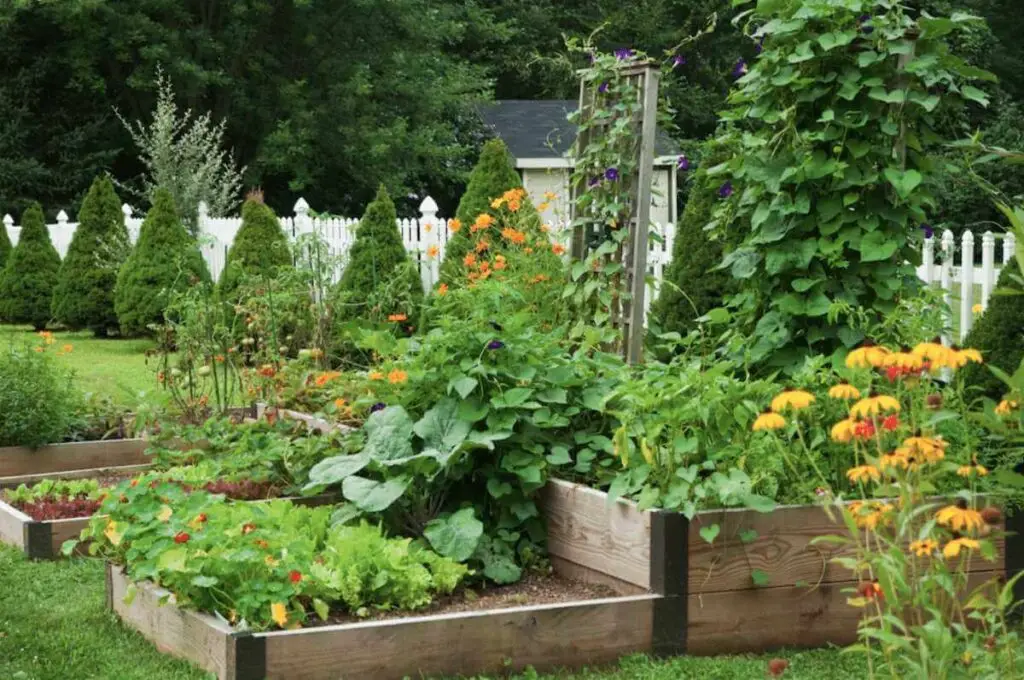 companion planting for pollinators