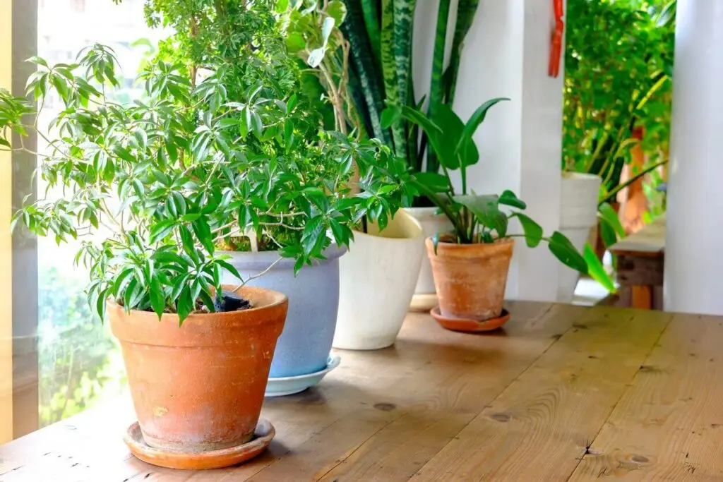small space gardening