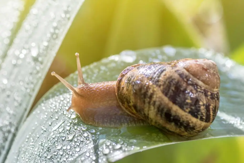 snail on a leaf