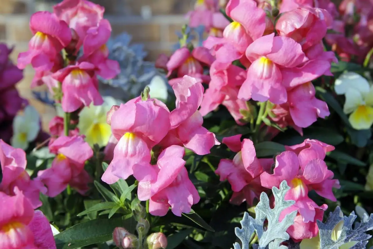 Snapdragons