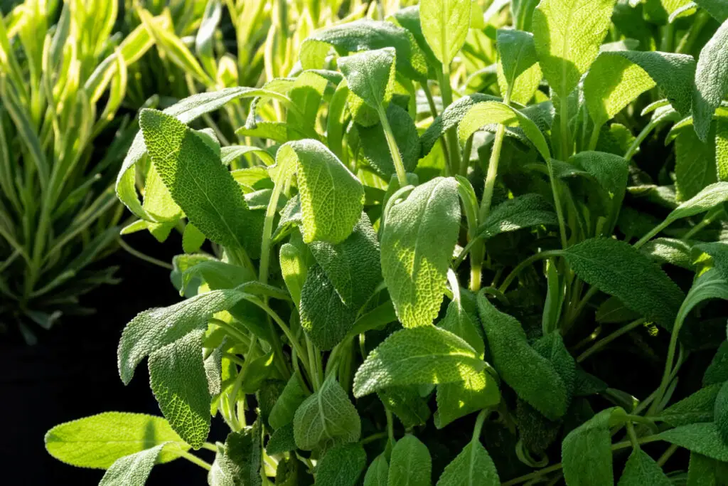 split plants