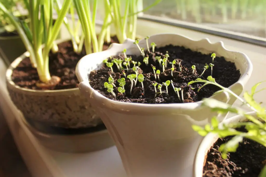 starting seeds indoors