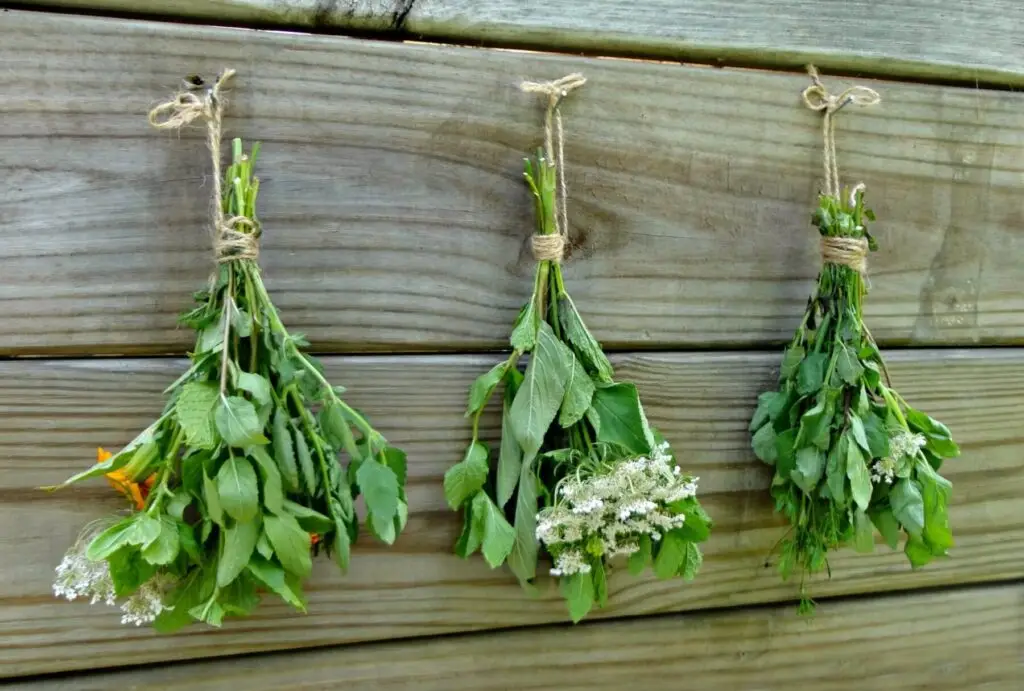 storing herbs for winter
