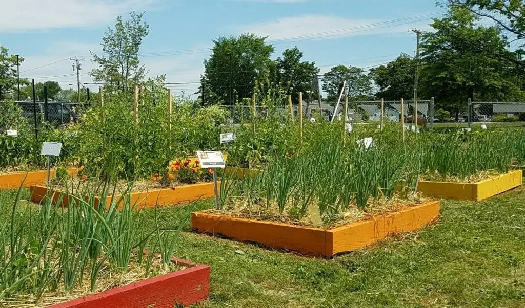 straw mulch in raised beds helps control weeds