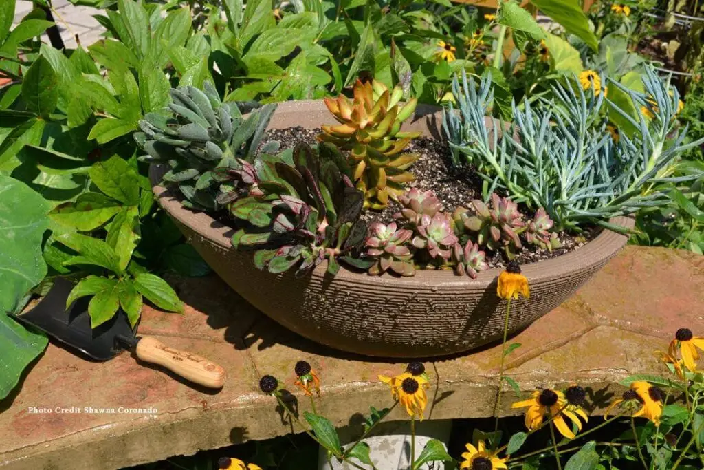 succulent container garden