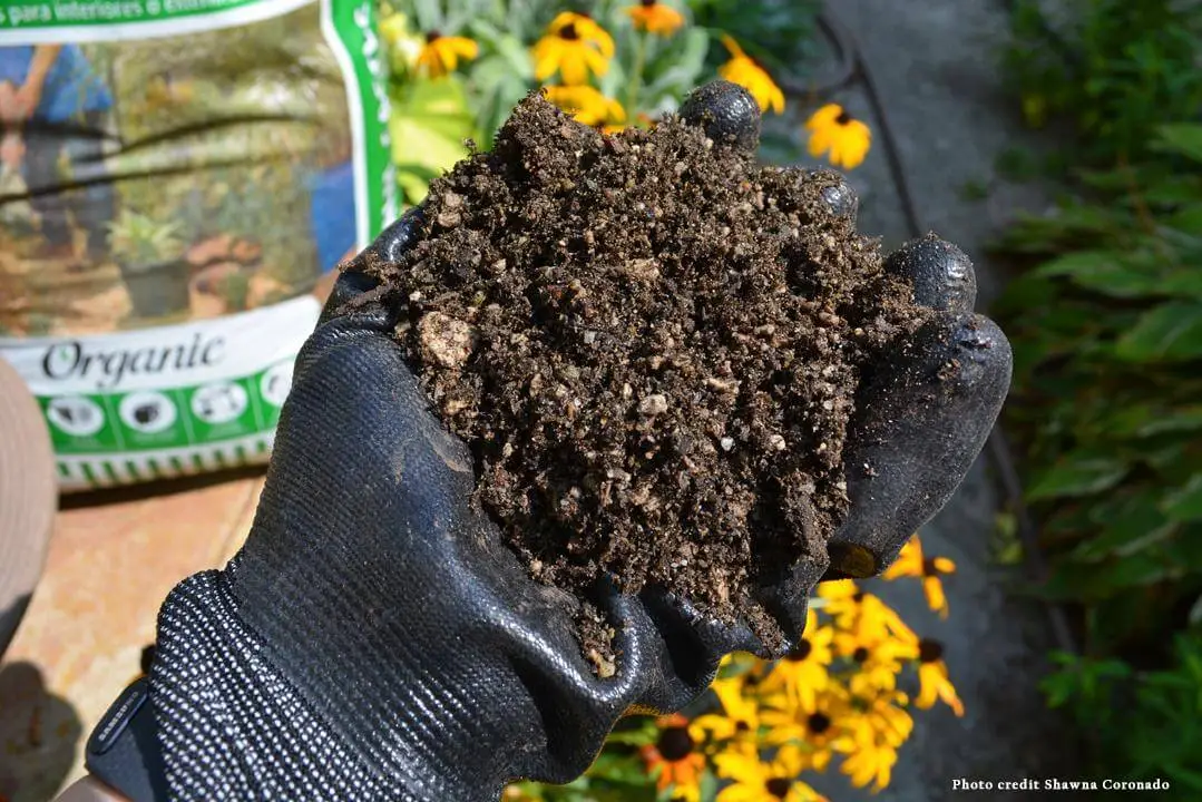 Succulent Soil Drainage