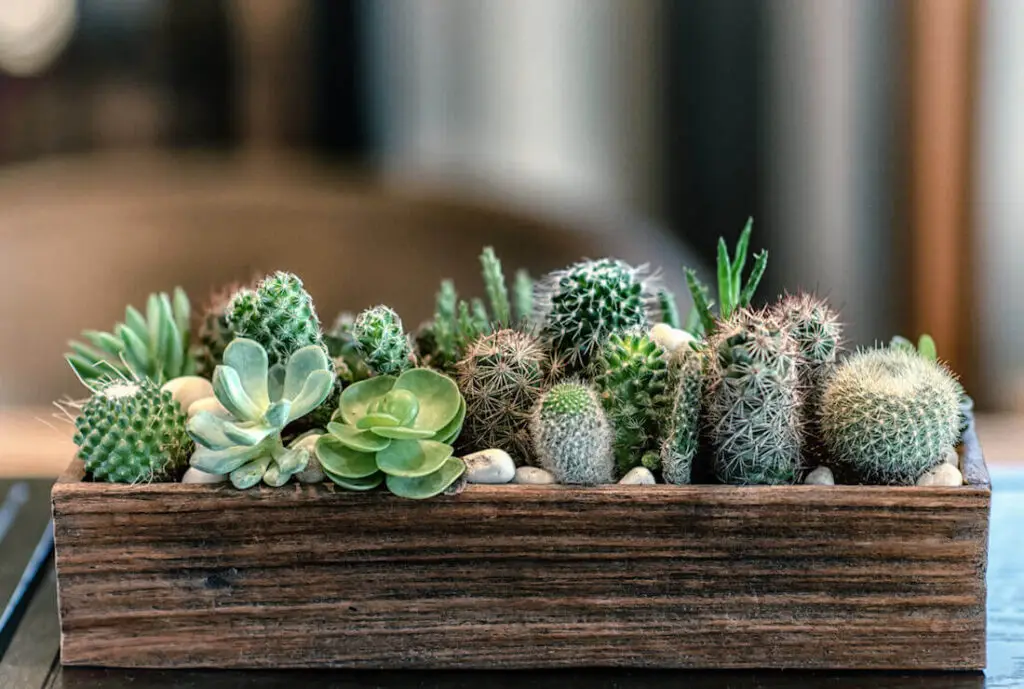 succulent design
