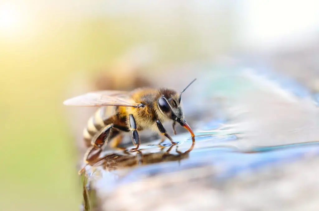 sugar water for bees