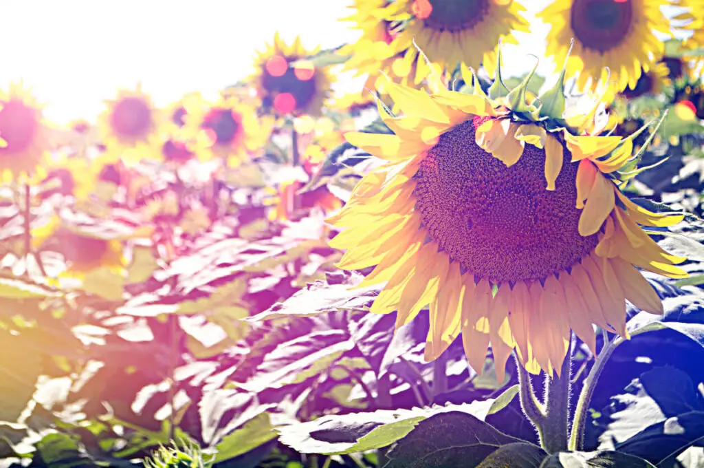 sunflower field