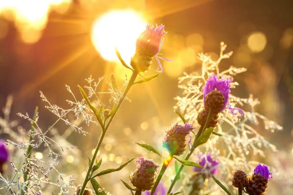 sunrise blossom