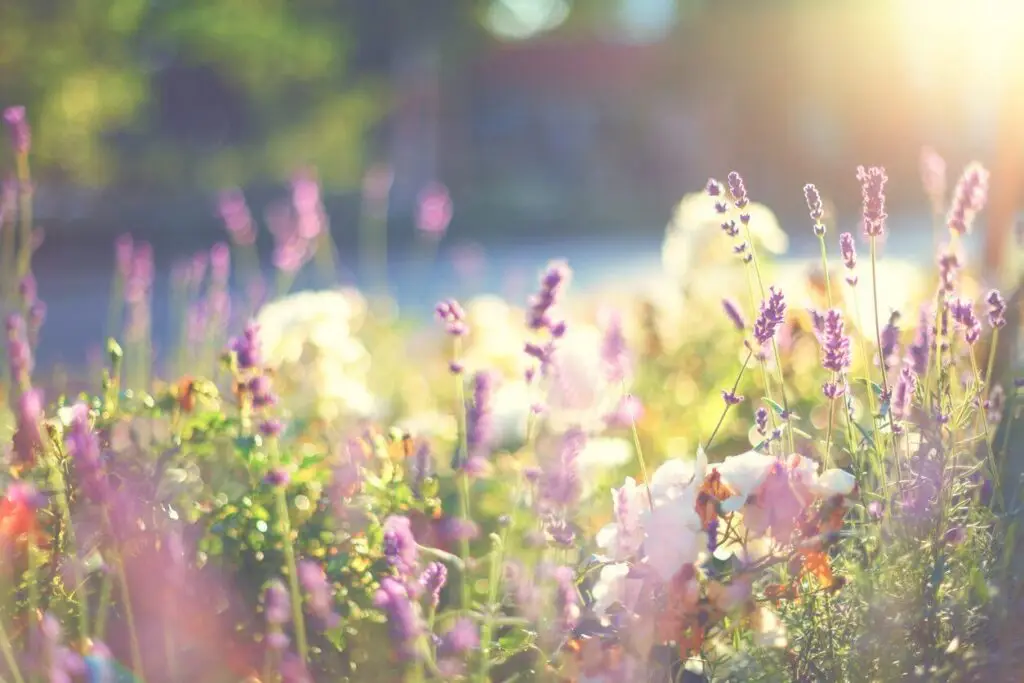 taming wildflowers