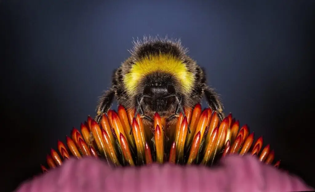 ten plants that attract pollinators