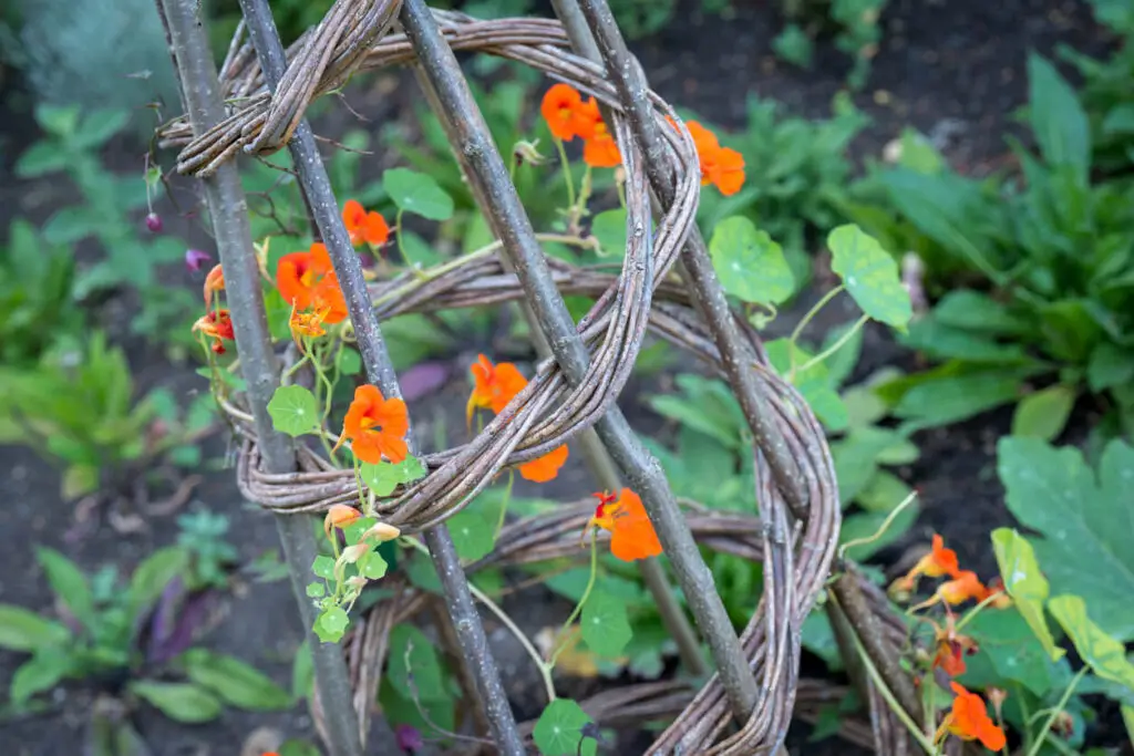 tepee trellis design