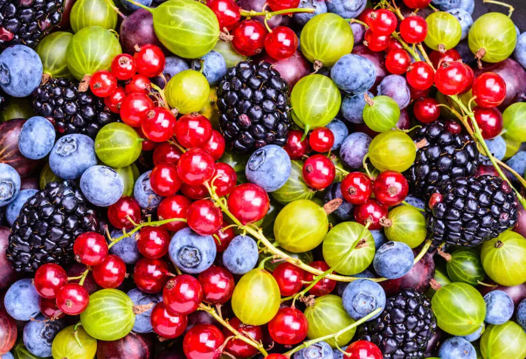 thornless berries