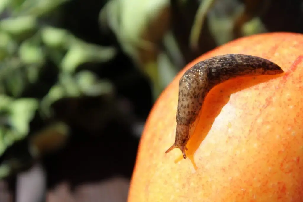 top 5 garden pests
