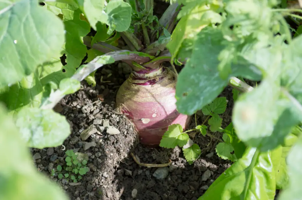 turnip fall garden