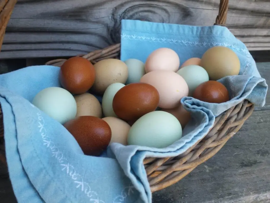 ultimate egg guide