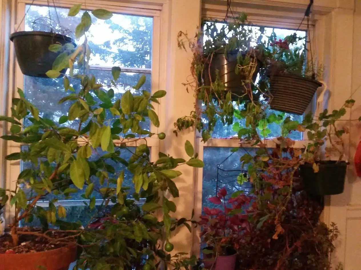 Windowsills are a spot for indoor plants