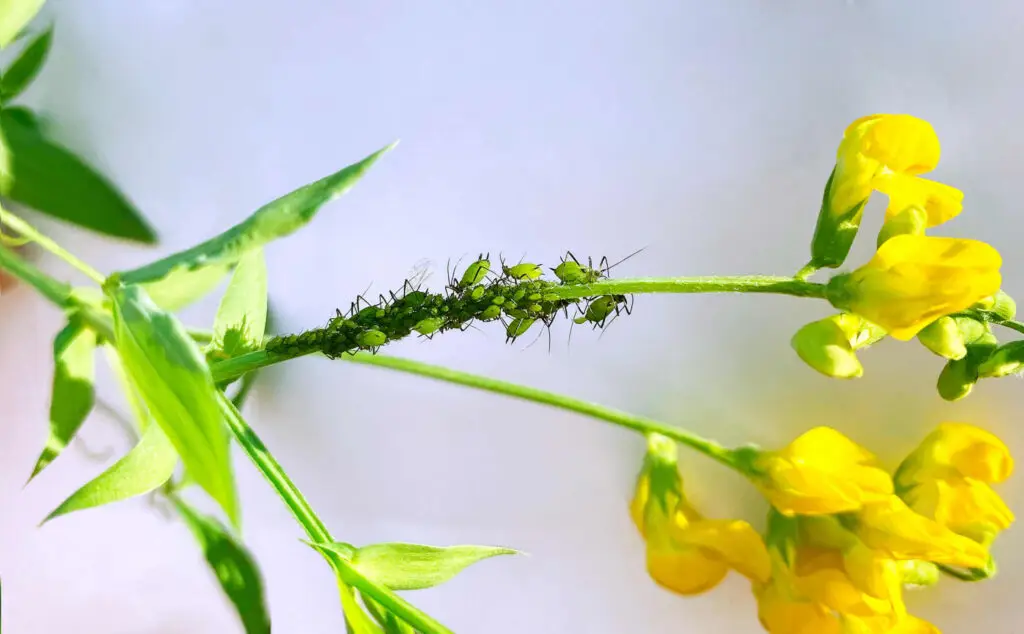 aphids on plant