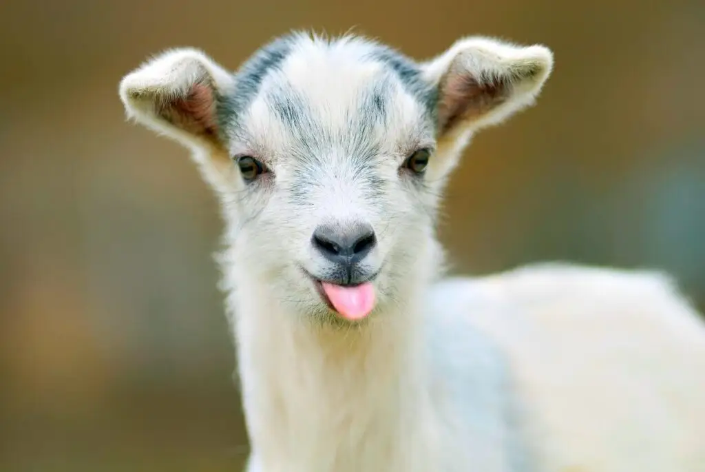 urban goats