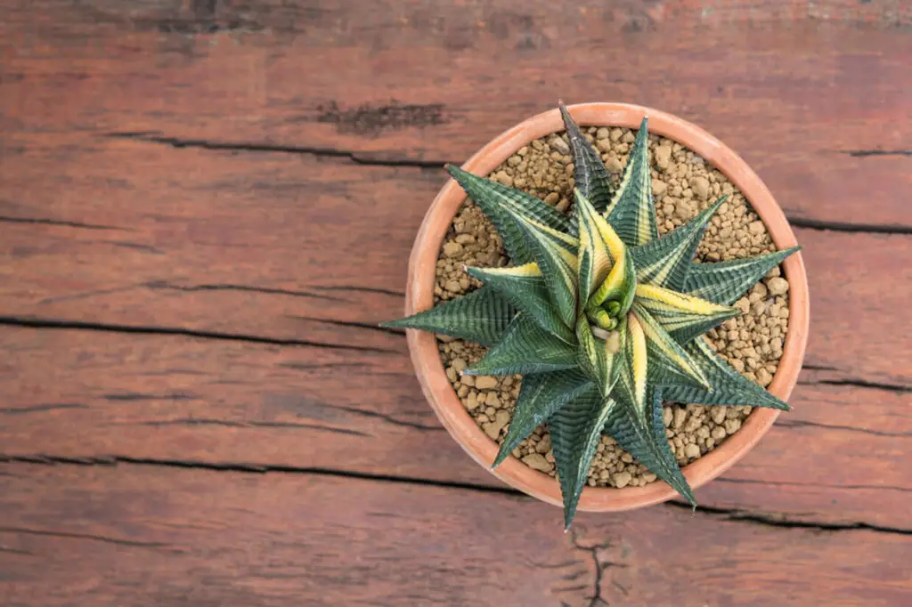 variegated succulents