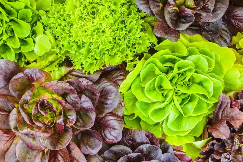 variety of lettuces