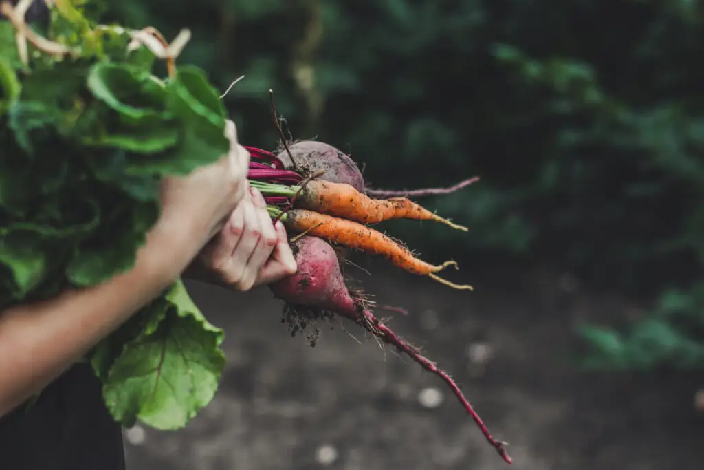 vegetable harvest