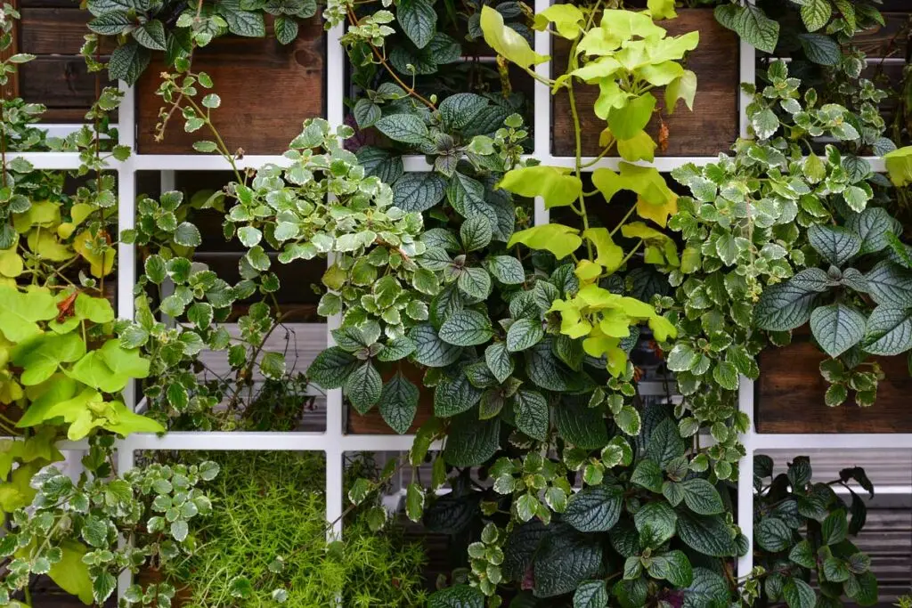 vertical garden 1