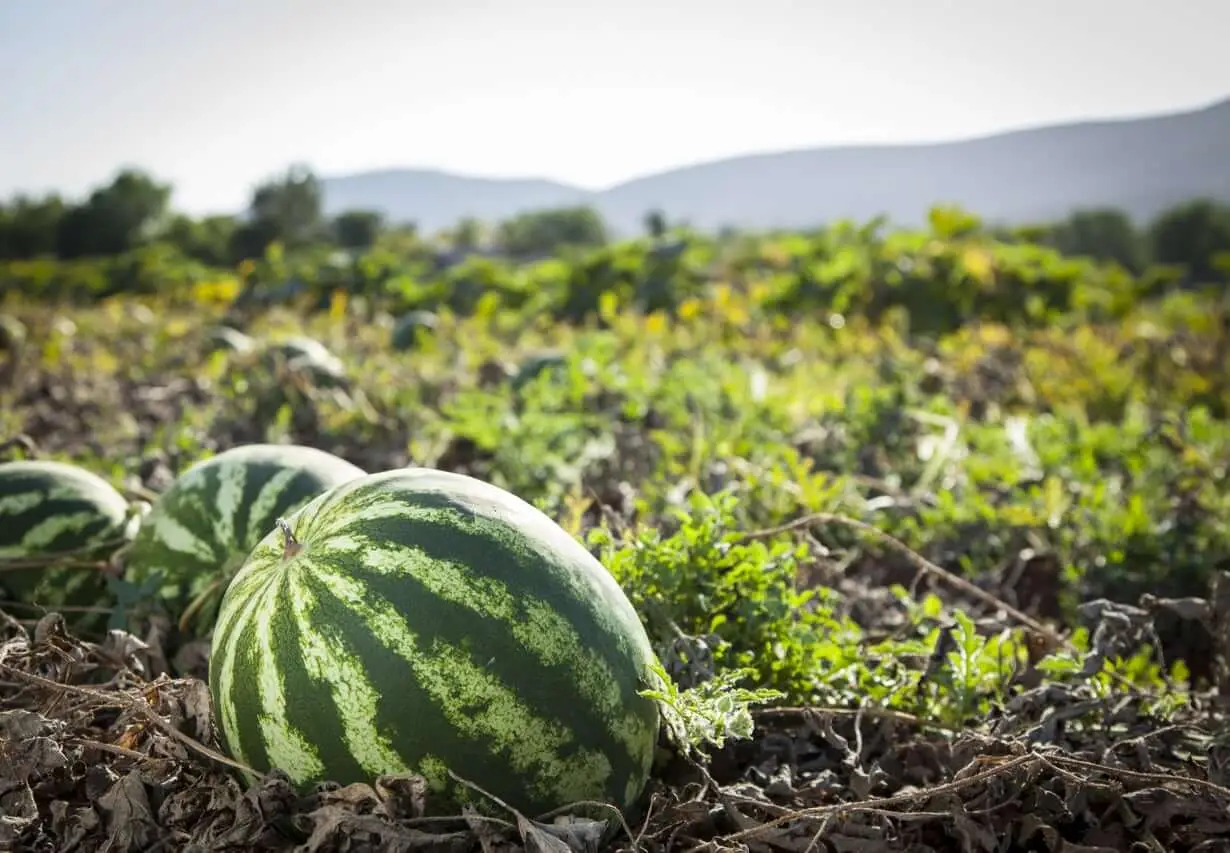 watermelon stock