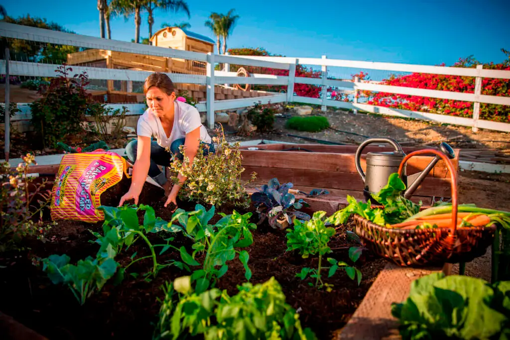 what is organic soil