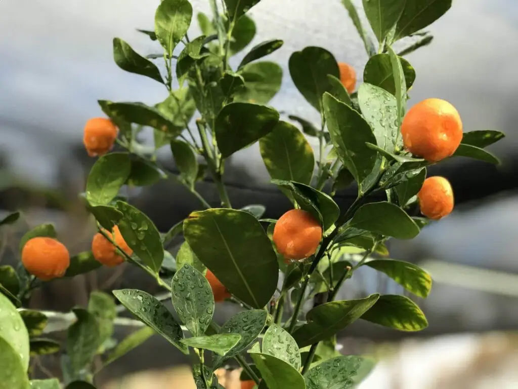 which citrus tree to plant