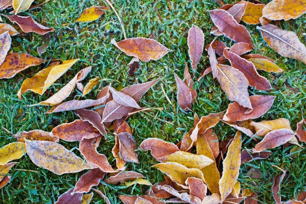 winterizing fertilizers for the lawn haul