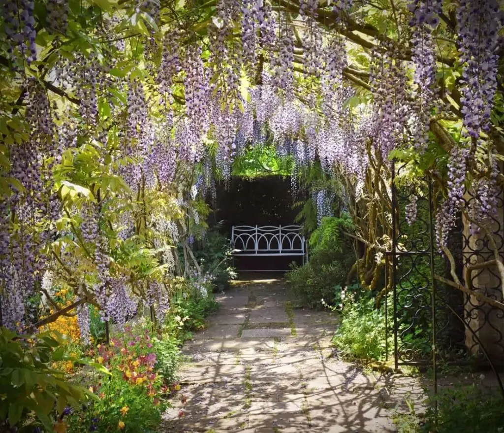 wisteria garden