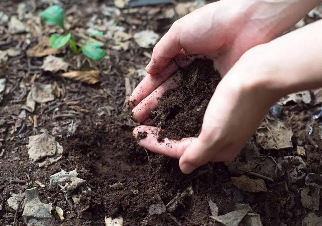 woman soil