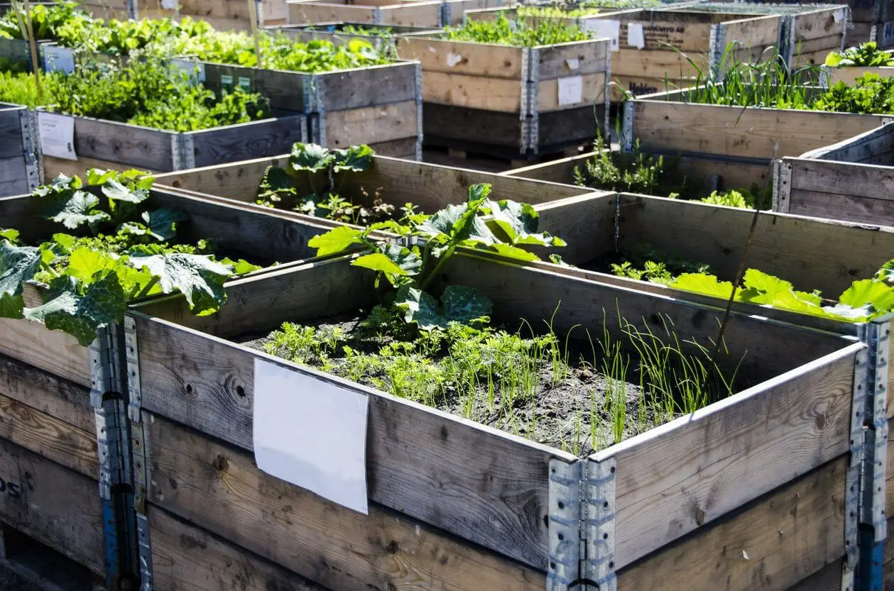 Wooden Raised Beds