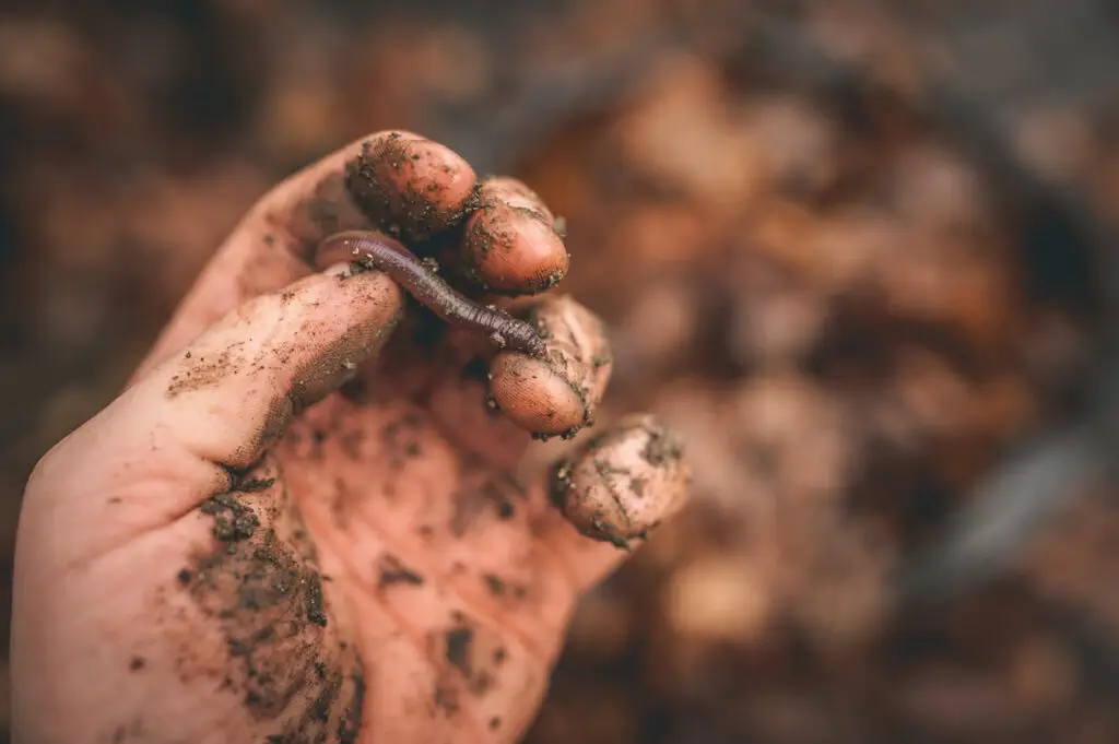 worm composting