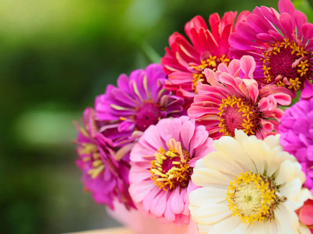 zinnias