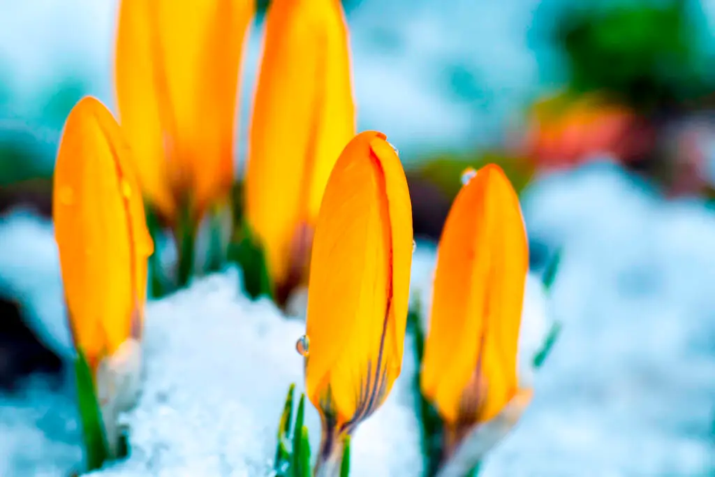 tulips growing through snow