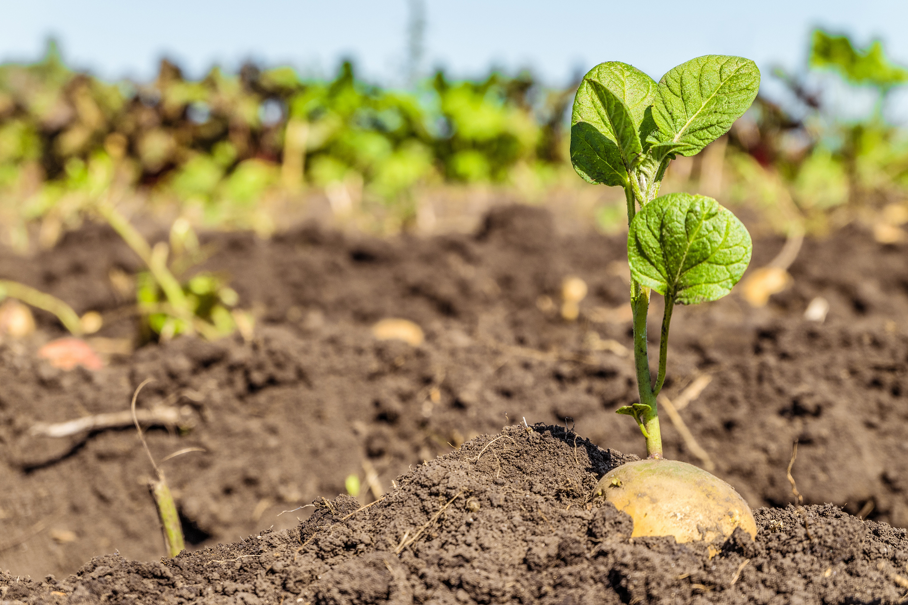 Potato Seed